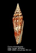 Conus milneedwardsi (2)